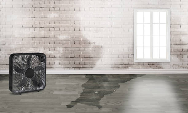 Best Professional water damage repair  in Carthage, MS